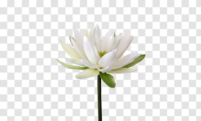 Easter Lily Nymphaea Alba Flower Petal Lilium Candidum - Water - Transparent Image Transparent PNG