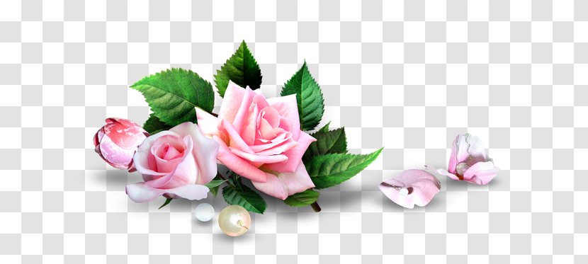 Garden Roses - Plant - Flower Transparent PNG