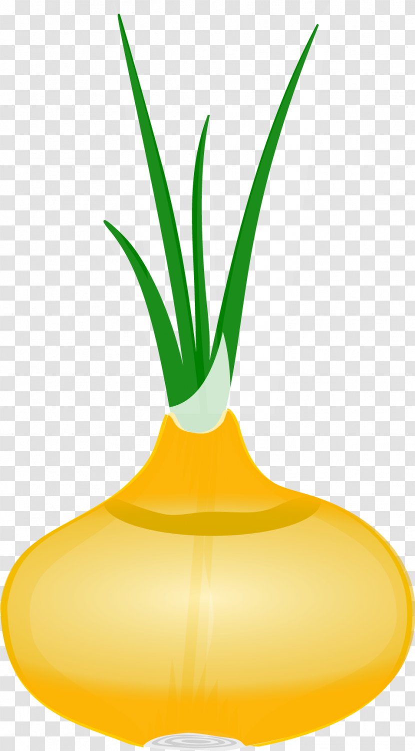 Hot Pot Onion - Plant Transparent PNG