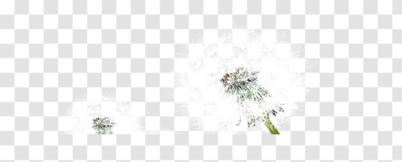 Floral Design Pattern - Rectangle - Dandelion Transparent PNG