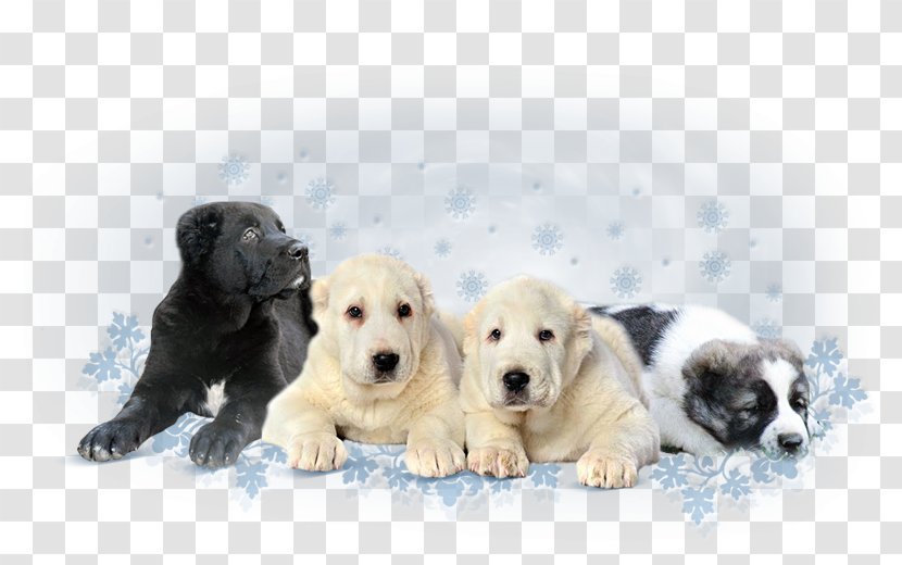 Labrador Retriever Puppy Dog Breed Companion Sporting Group - Watercolor Transparent PNG