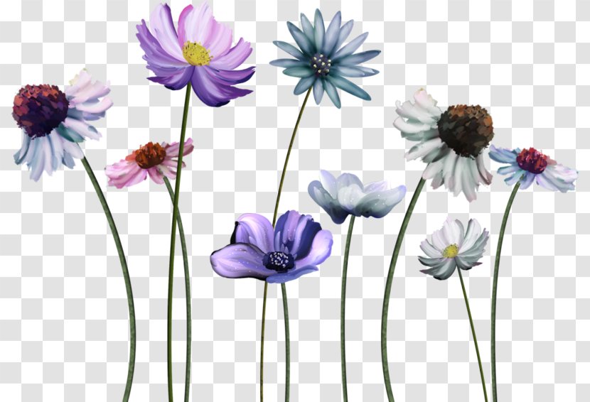Common Daisy Flower Desktop Wallpaper Display Resolution Image - Flowering Plant - Clip Art Flowers Transparent PNG