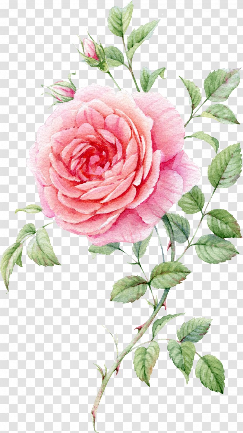 Still Life: Pink Roses Watercolor Painting - Flowering Plant - Painted Transparent PNG