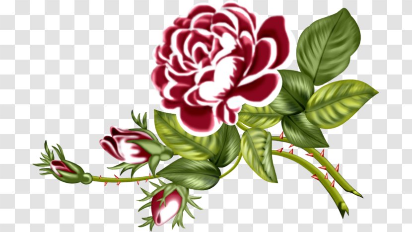 Garden Roses Floral Design Flower Bouquet Cut Flowers - Rose Transparent PNG