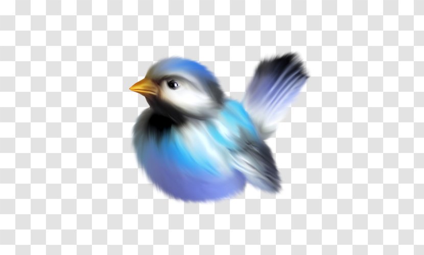 Bird Clip Art - Songbird Transparent PNG