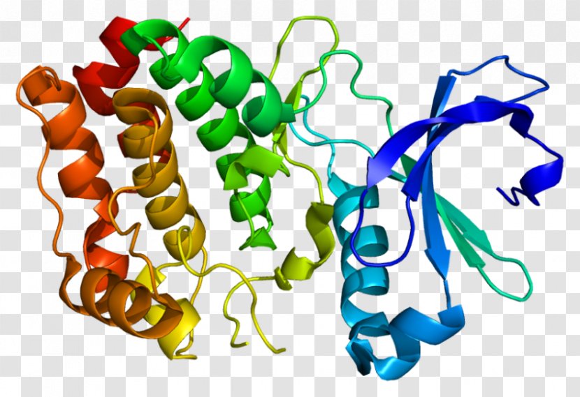 Serine/threonine-specific Protein Kinase B - Serinethreoninespecific - Scientists Images Transparent PNG