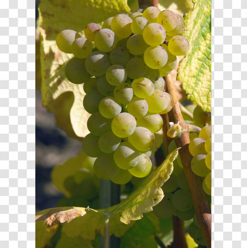 Sultana Grape Varietal Swiss Wine Heida Transparent PNG
