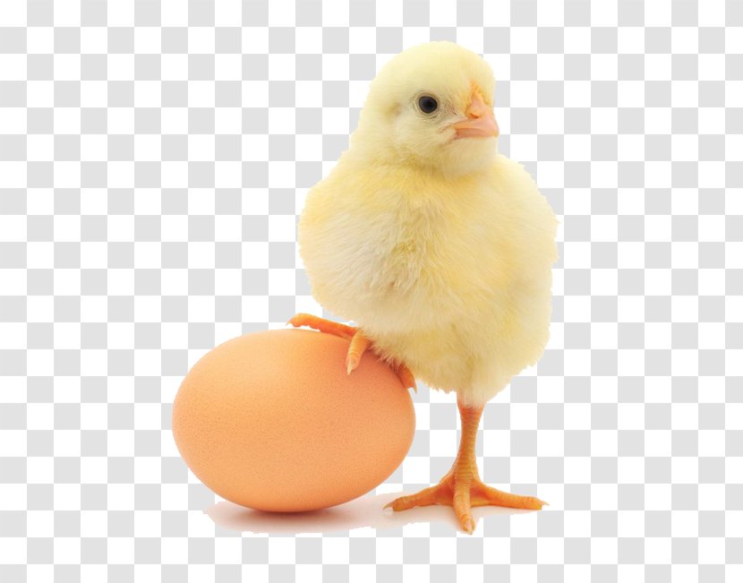 Plymouth Rock Chicken Lohmann Brown Orpington Organic Food Egg - Protein - Creative Chick Transparent PNG