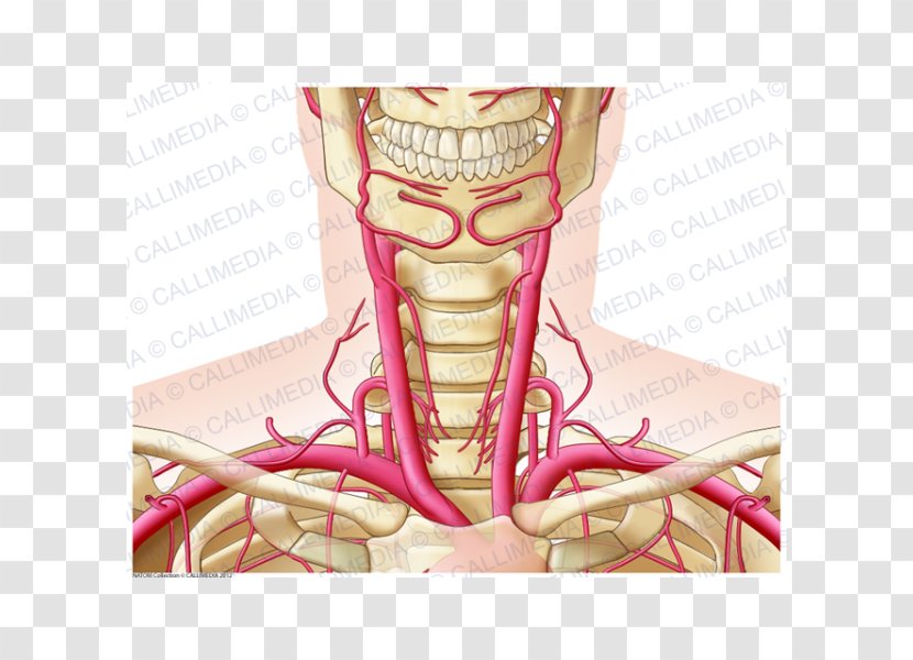 Neck Artery Human Anatomy Head - Watercolor - Heart Transparent PNG