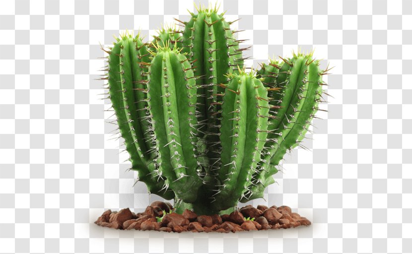Cactaceae Succulent Plant - Cactus - Image Transparent PNG