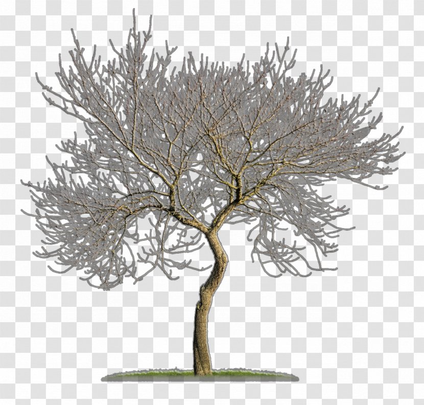 Tree Woody Plant Branch Twig - Branching Transparent PNG