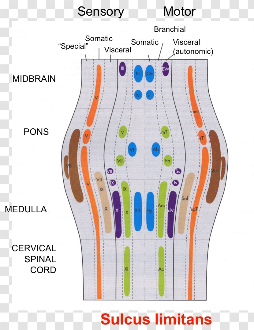 Somatosensory System Central Nervous Neuroanatomy Cranial Nerves - Spinal Cord - Brain Transparent PNG