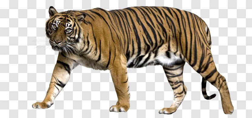 Sumatran Tiger Felidae Liger Bengal - Mammal - Tigres Transparent PNG