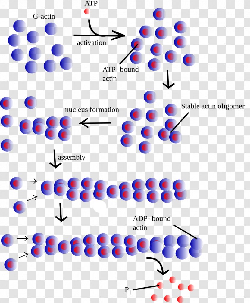 Actin Microfilament Myosin Globular Protein Filament - Body Jewelry - Area Transparent PNG