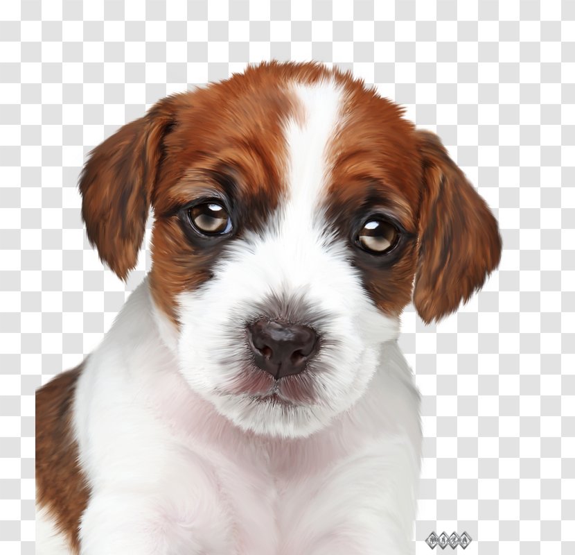 Jack Russell Terrier Puppy Veterinary Medicine Paraveterinary Worker Veterinarian - Snout Transparent PNG