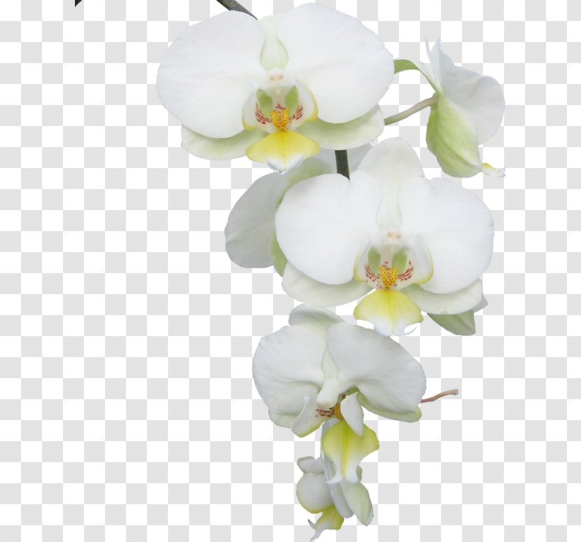 Moth Orchids Flower Butterfly Clip Art Transparent PNG