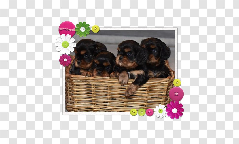 Yorkshire Terrier Puppy Sporting Group Dog Breed Razas Nativas Vulnerables - Like Mammal Transparent PNG