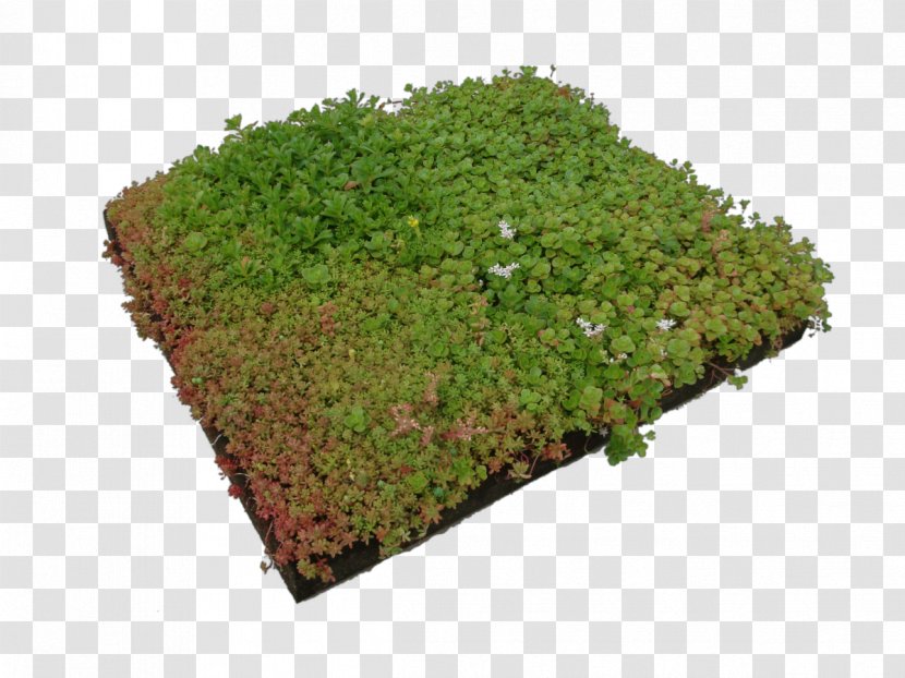 Vegetation Groundcover Lawn Tree Herb - Plant Transparent PNG