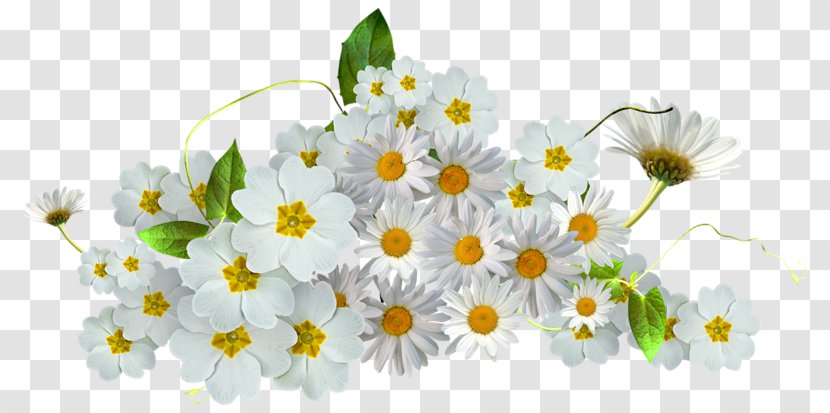 Chamomile Clip Art - Ping Transparent PNG