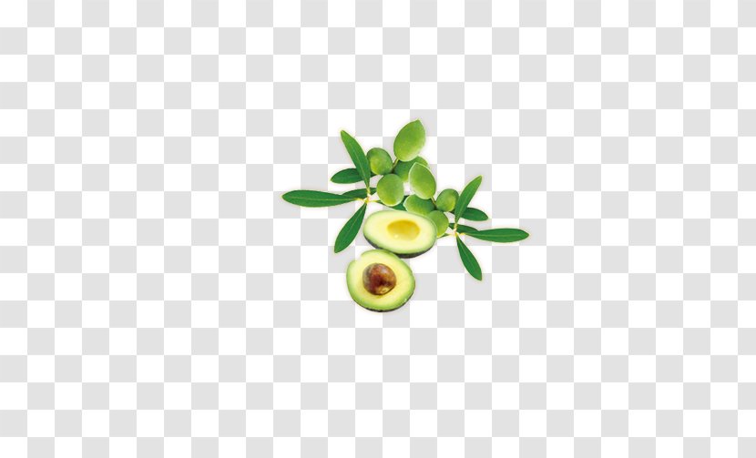 Fruit Avocado Euclidean Vector - Pear - Fresh Transparent PNG