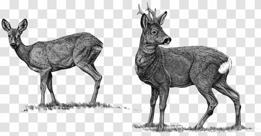 Elk Roe Deer Red Moose Reindeer - Organism Transparent PNG