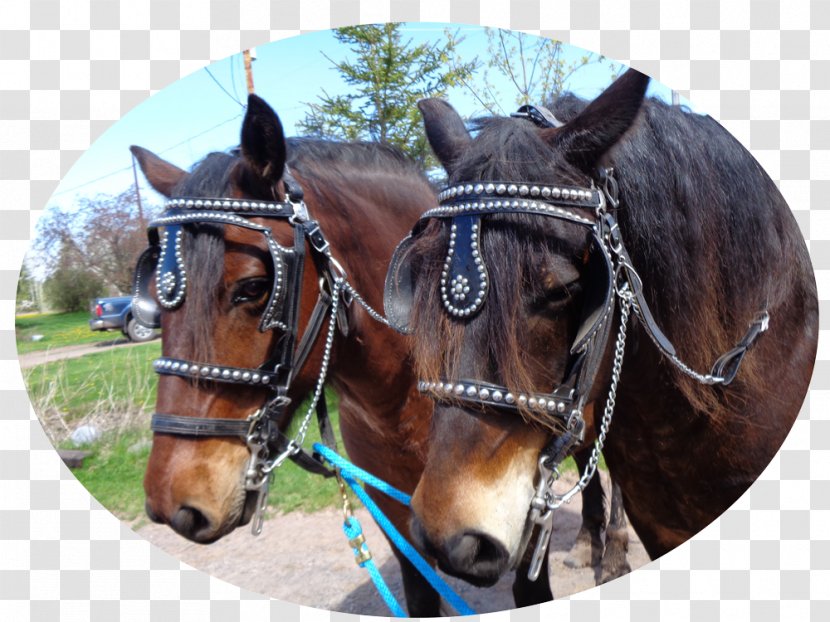 Horse Harnesses Twin Ports Bridle Rein - Mare - Wedding Carriage Transparent PNG