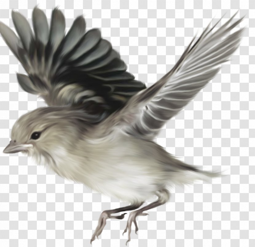Bird On The Origin Of Species Common Chaffinch - Wildlife - Sparrow Transparent PNG