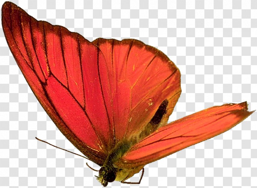 Butterfly Insect Animation - Invertebrate - Butterfly,insect,specimen Transparent PNG