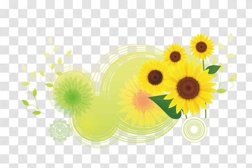 Download Common Sunflower Illustration - Petal - Cartoon Round Translucent Bottom Sunflowers Flower Transparent PNG