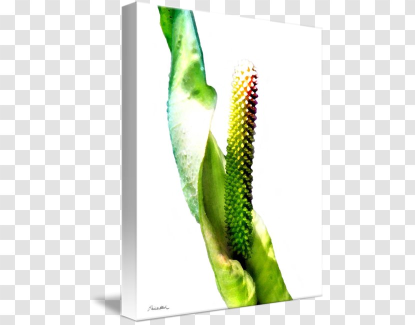 Fine Art Work Of Imagekind Peace Lily Transparent PNG