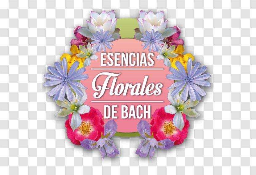 The Bach Flower Remedies Floral Design Therapy Medicine - Holism - Aromaterapia Transparent PNG