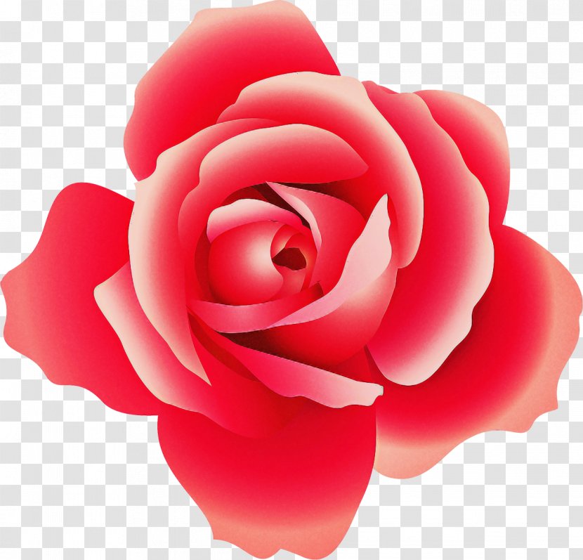 Garden Roses - Rose - Plant Floribunda Transparent PNG