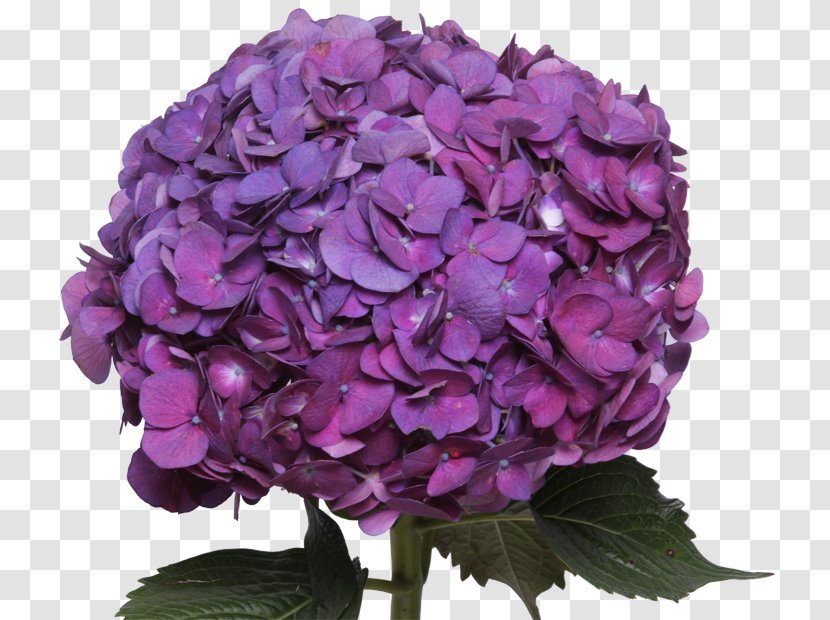 Cut Flowers Purple Petal Clip Art - Flowering Plant - Hydrangea Transparent PNG