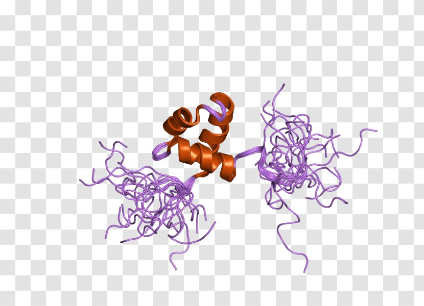 Protein Schizosaccharomyces Pombe Gene Cell Cycle - Product Transparent PNG