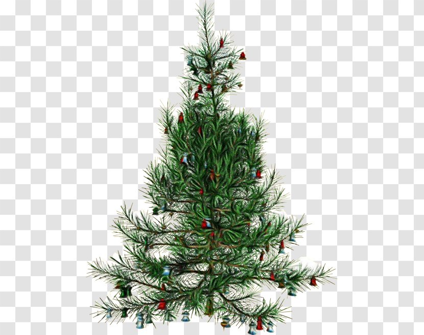 Christmas Tree - Silvertip Fir Lodgepole Pine Transparent PNG