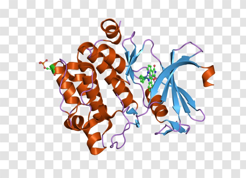 PIM1 PAK4 P21-activated Kinases Epidermal Growth Factor Receptor - Food - Serinethreoninespecific Protein Kinase Transparent PNG