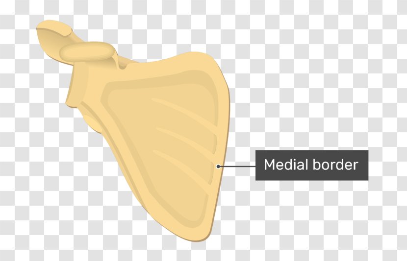 Product Design Angle - Yellow - Medial Border Of Scapula Transparent PNG