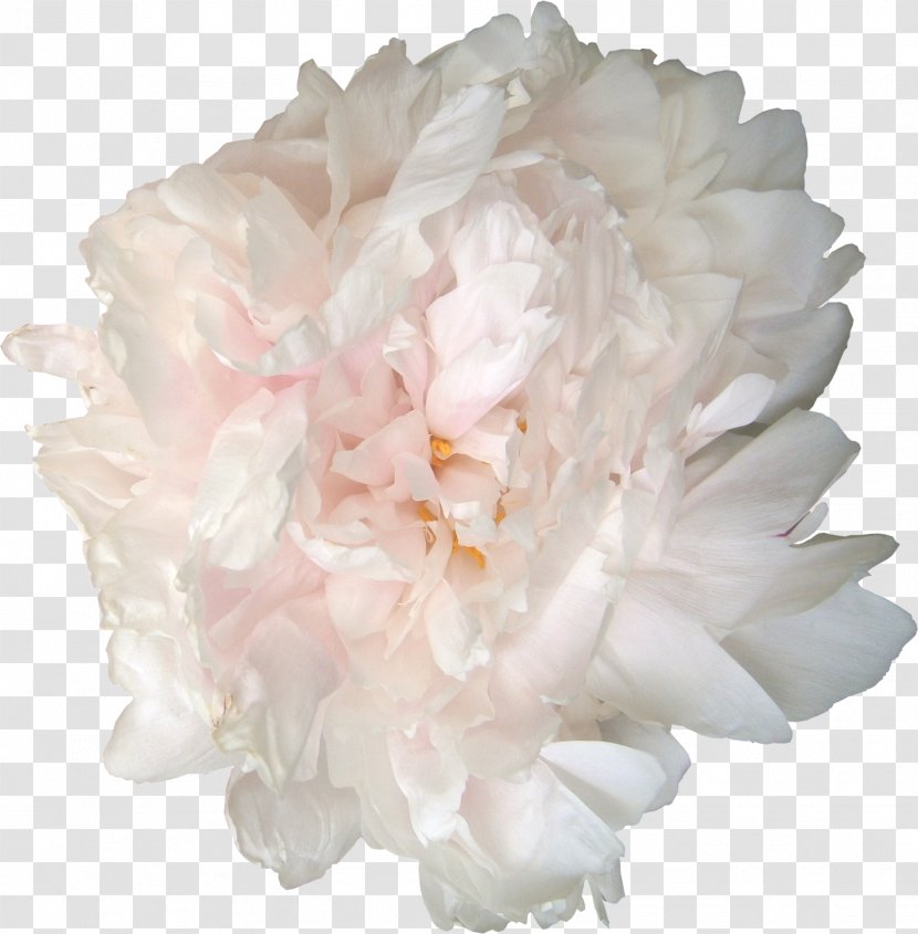 Peony Garden Roses Flower Clip Art - Photography - Peonies Transparent PNG