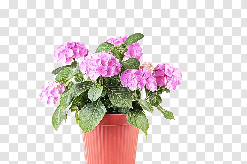 Flower Flowering Plant Pink Flowerpot - Hydrangea Cut Flowers Transparent PNG