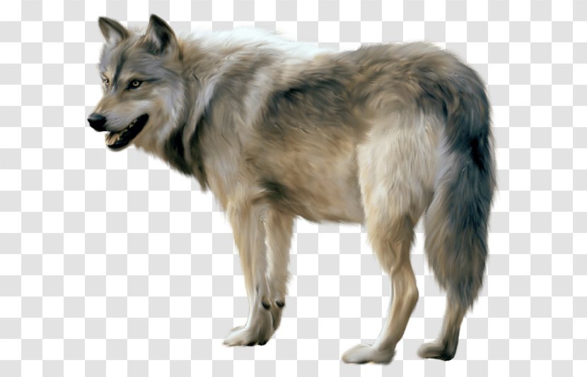 Gray Wolf - Wildlife - Image Picture Download Transparent PNG