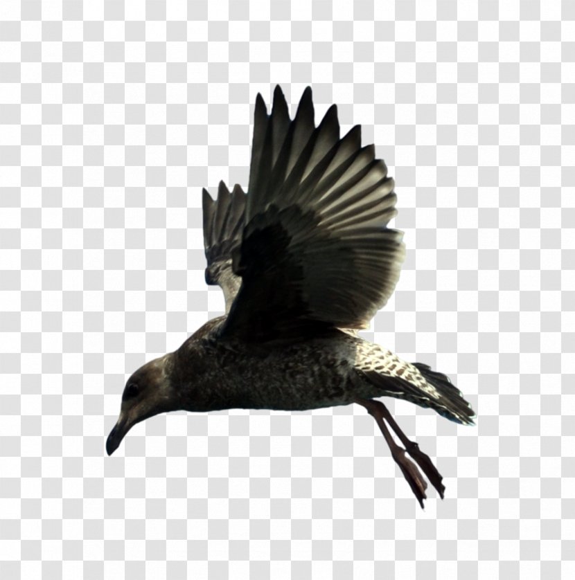 Bird Beak Feather Wing Fauna - Eagle - Seagull Transparent PNG