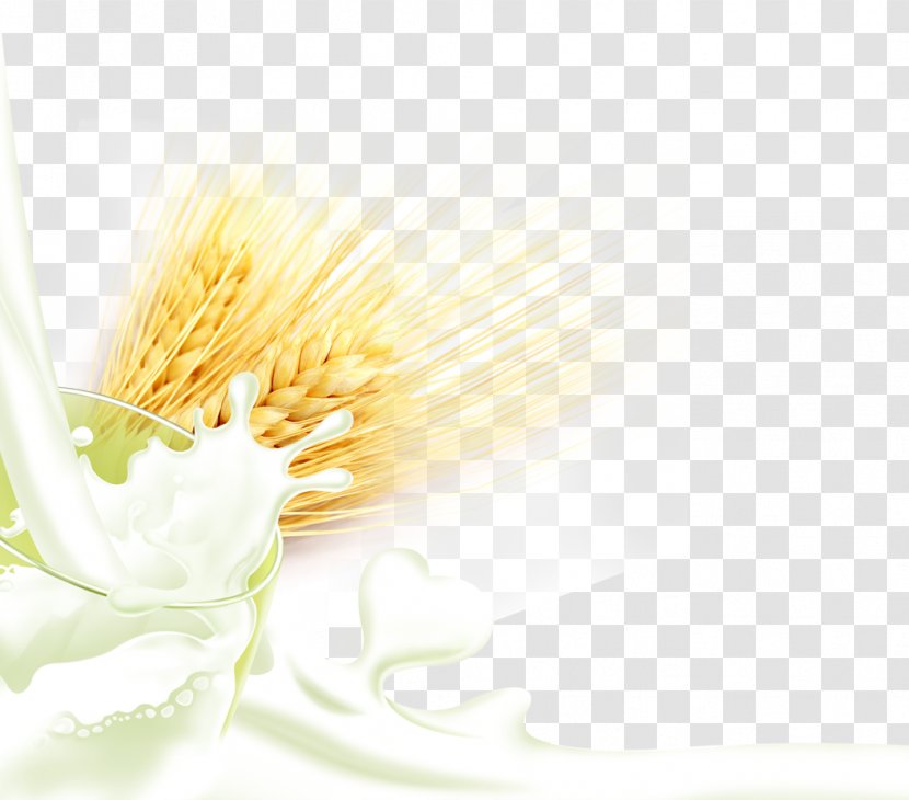 Download Computer Wallpaper - Petal - Golden Wheat Milk Transparent PNG