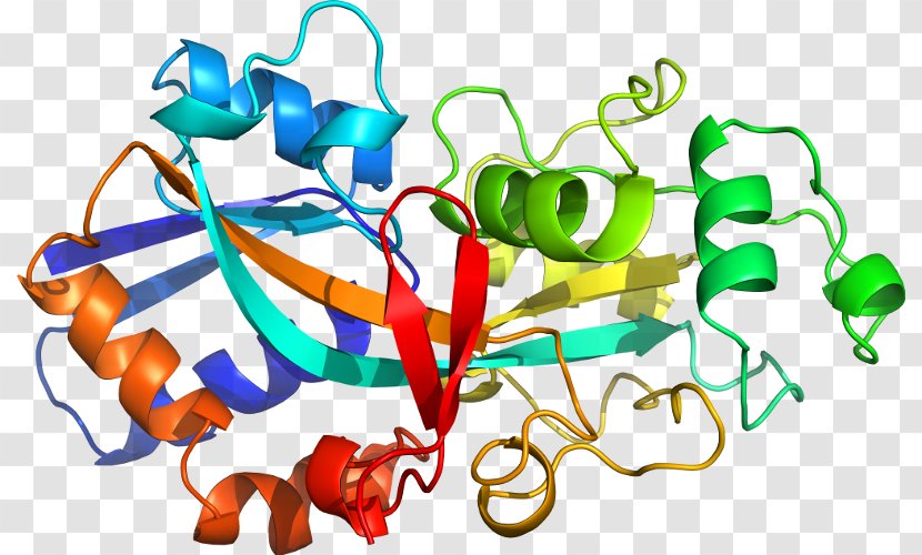 Custom Peptide Synthesis Amino Acid Protein Plant Hormone - Streptococcus Pneumoniae Transparent PNG