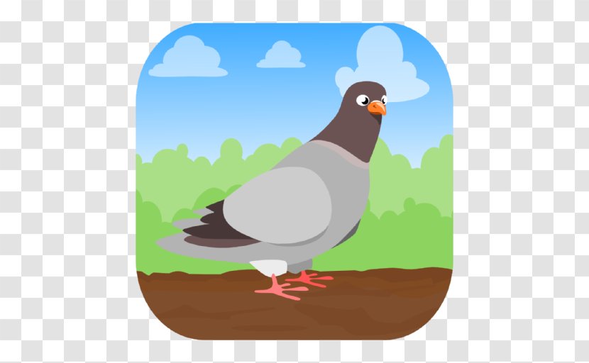 Bird Domestic Pigeon Household Insect Repellents Hunt Perfect Pose - Fauna - Make Money FreeBird Transparent PNG
