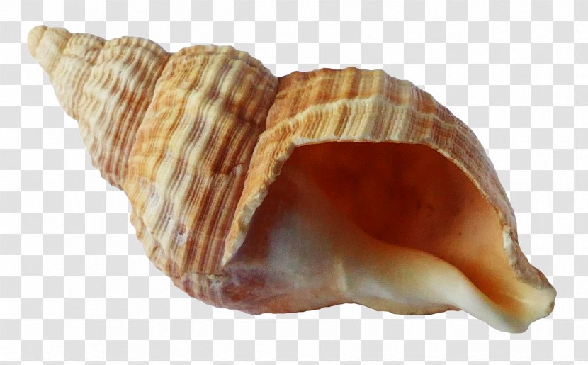 Seashell Shellfish - Sea - Ocean Shell Transparent PNG