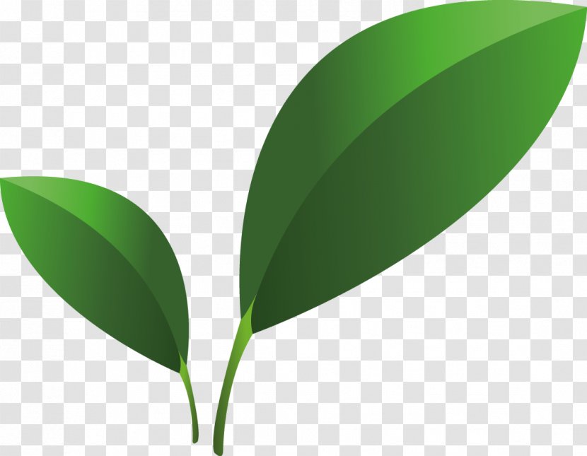Leaf Green Moonstone Technology Clip Art - Plant Stem - Oily Food Transparent PNG