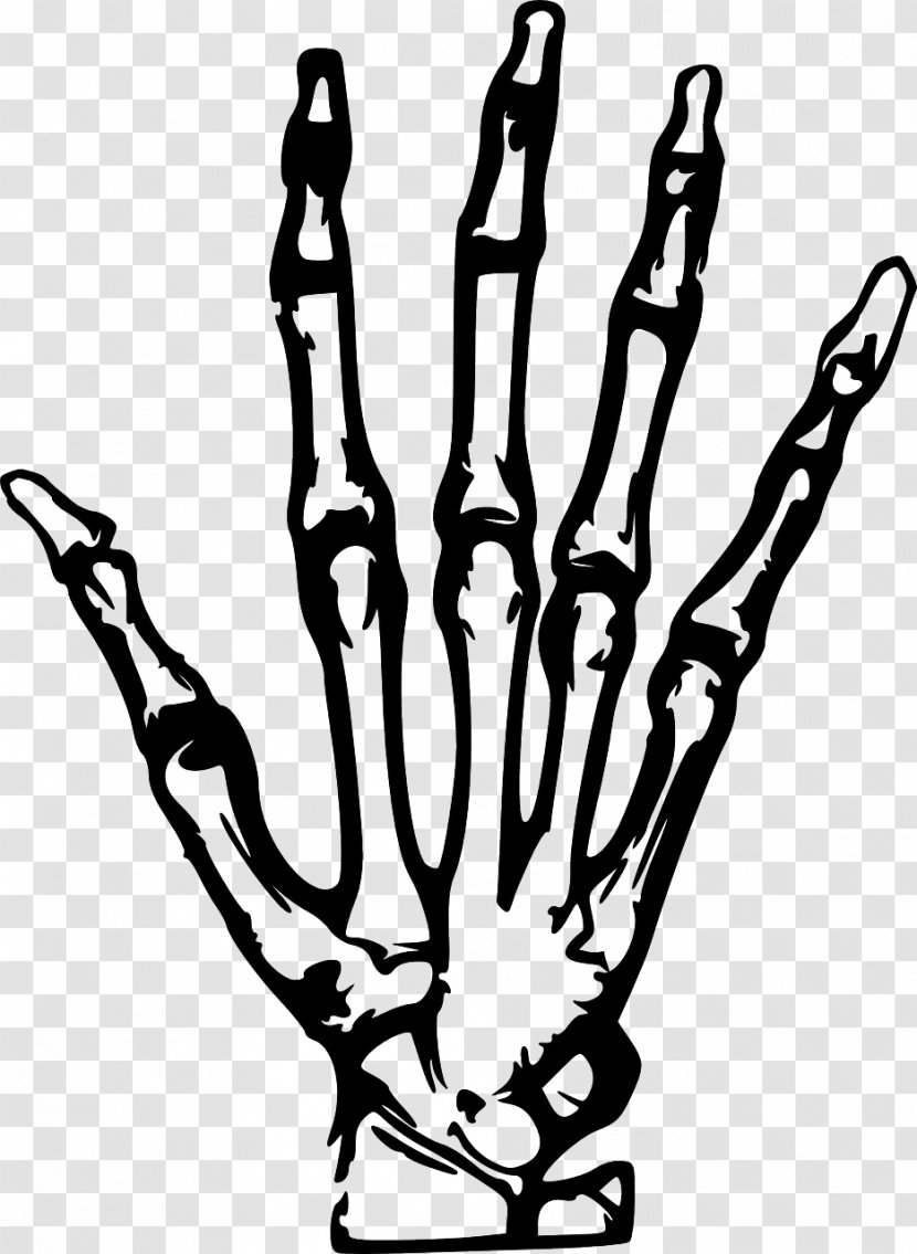 X-ray Hand Clip Art - Arm Transparent PNG