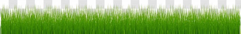 Tortelloni Grasses Wheatgrass Lawn - Grass Family Transparent PNG