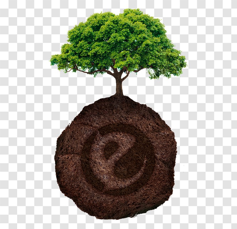 Tree Planting Forest Branch Evergreen - Arboles Transparent PNG