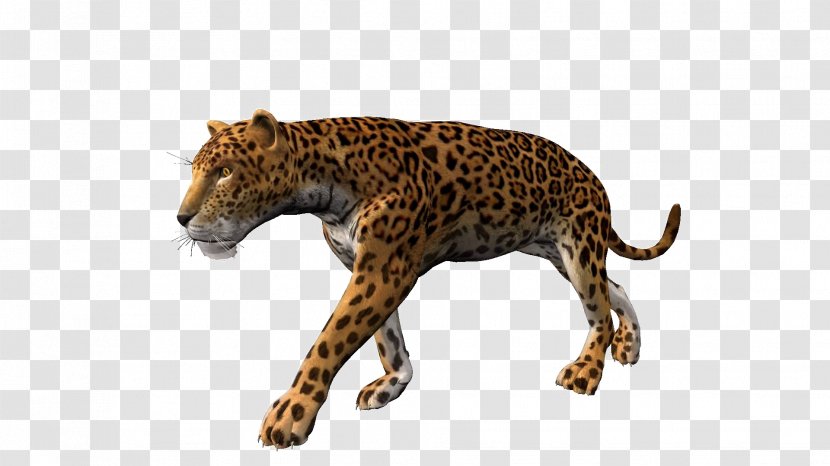Leopard Jaguar Cheetah Stock Footage Lion - Wildlife Transparent PNG